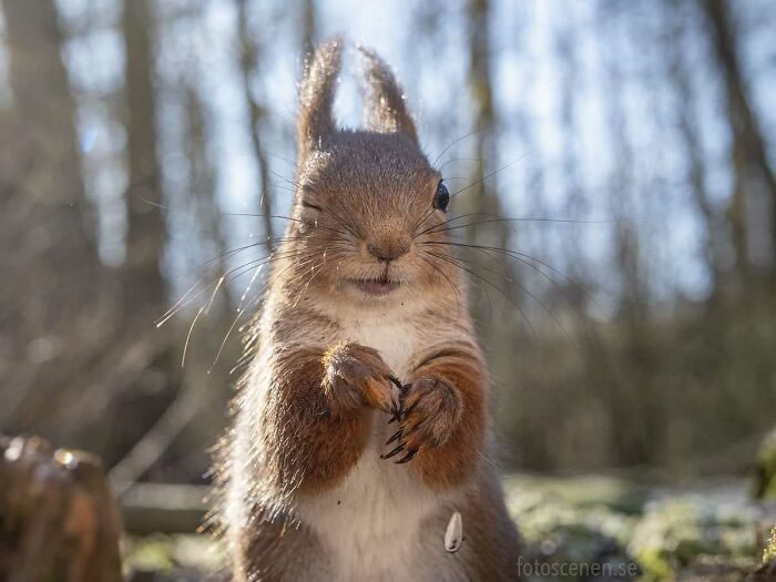 Squirrel Photography By Johnny Kaapa