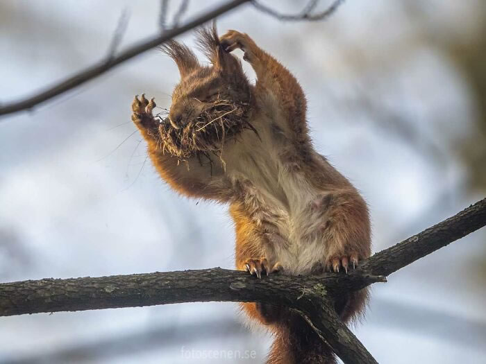 Squirrel Photography By Johnny Kaapa