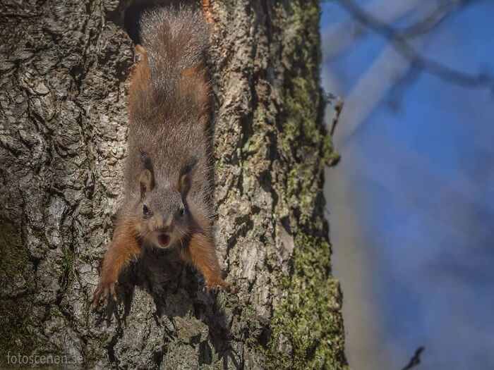 Squirrel Photography By Johnny Kaapa