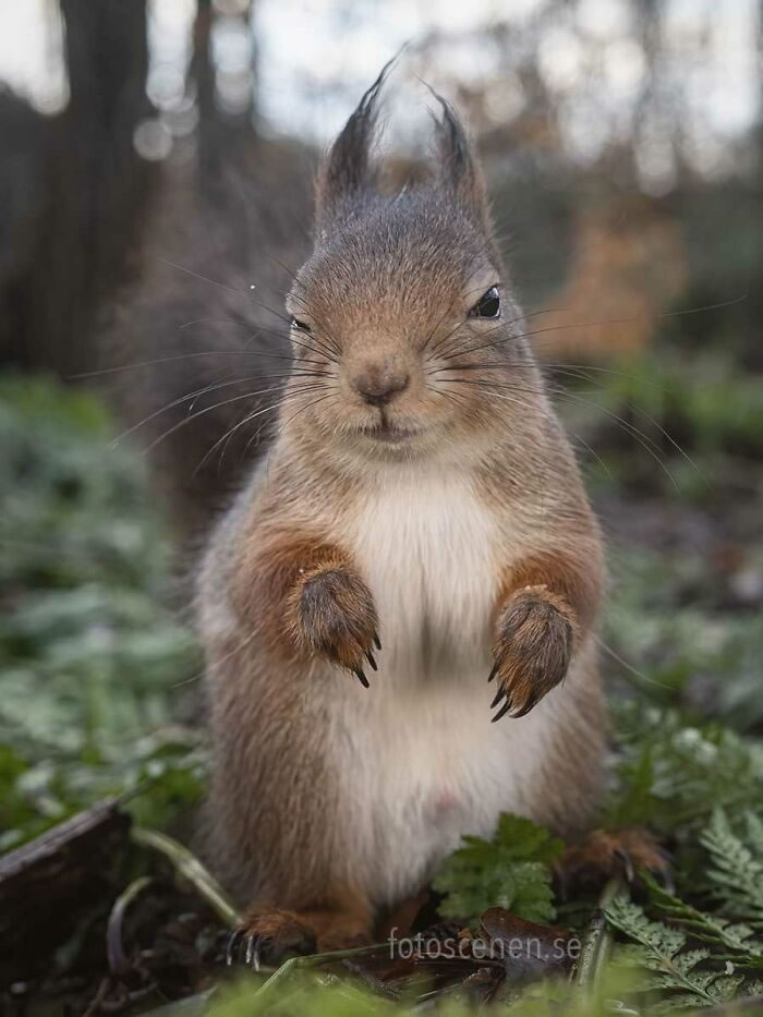 Squirrel Photography By Johnny Kaapa