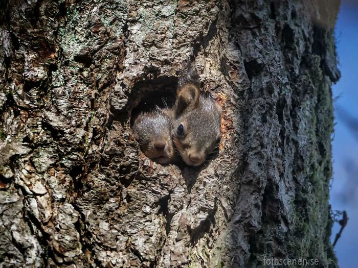 Squirrel Photography By Johnny Kaapa