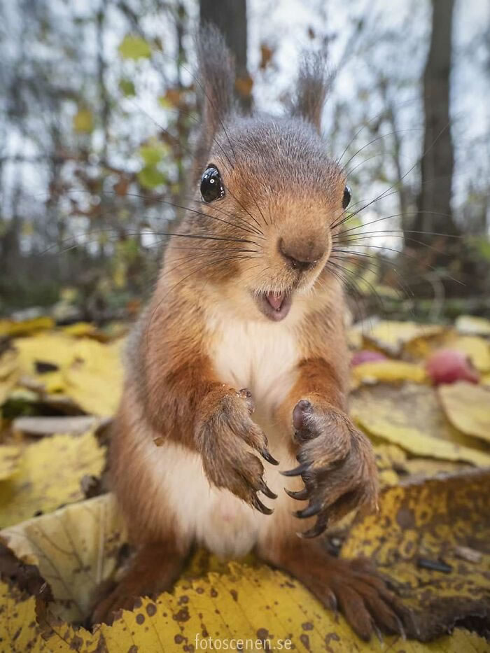 Squirrel Photography By Johnny Kaapa