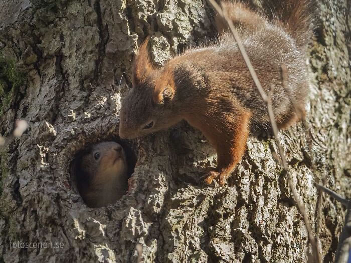 Squirrel Photography By Johnny Kaapa