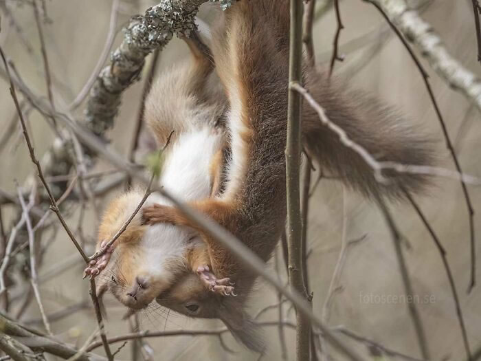 Squirrel Photography By Johnny Kaapa