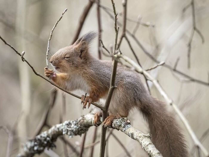 Squirrel Photography By Johnny Kaapa