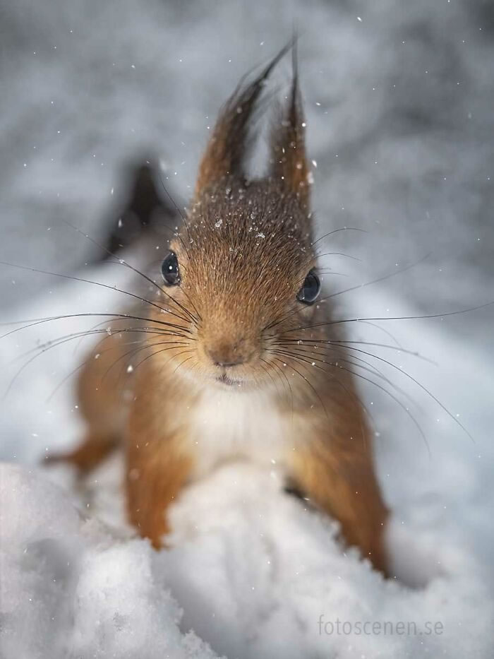 Squirrel Photography By Johnny Kaapa