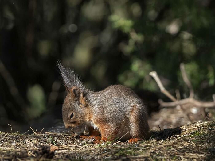 Squirrel Photography By Johnny Kaapa