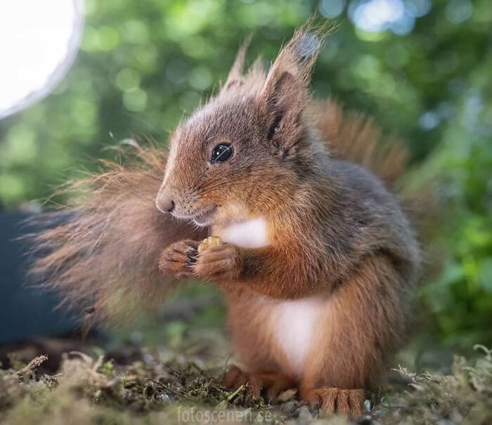 Squirrel Photography By Johnny Kaapa