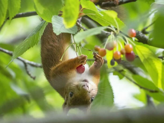 Squirrel Photography By Johnny Kaapa