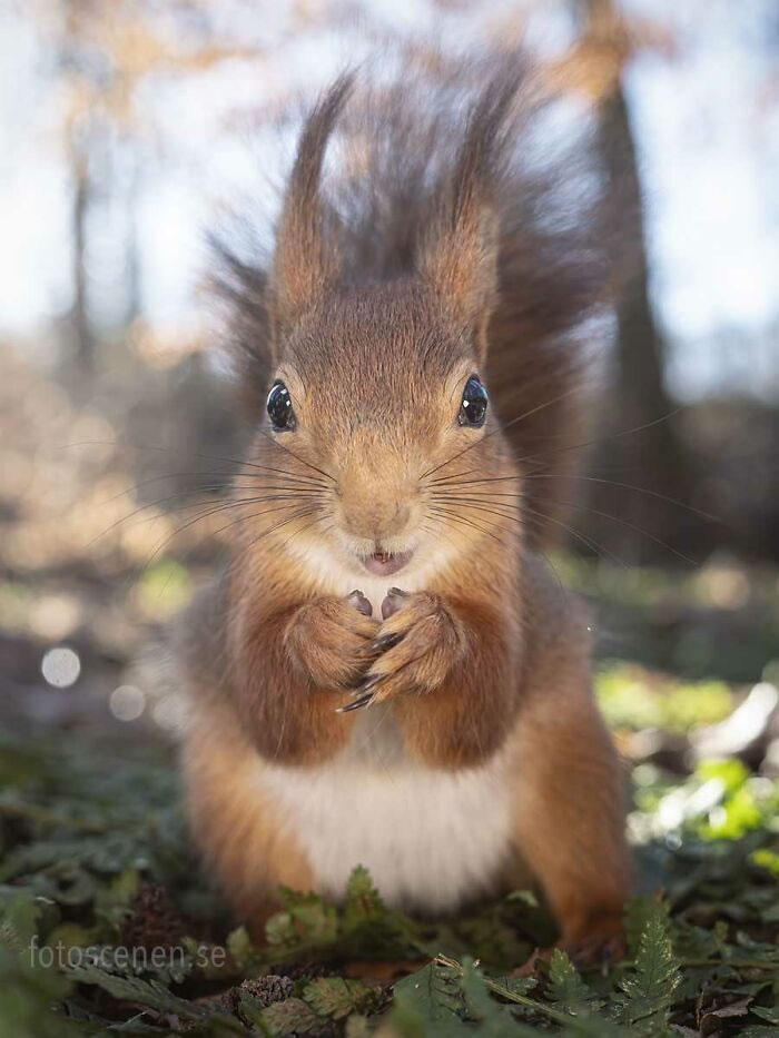 Squirrel Photography By Johnny Kaapa