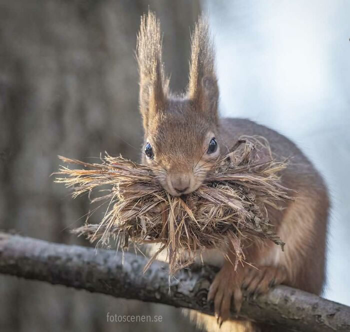 Squirrel Photography By Johnny Kaapa