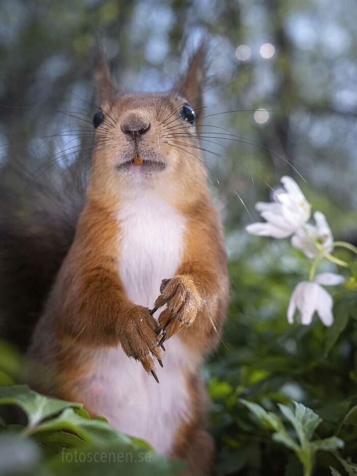 Squirrel Photography By Johnny Kaapa