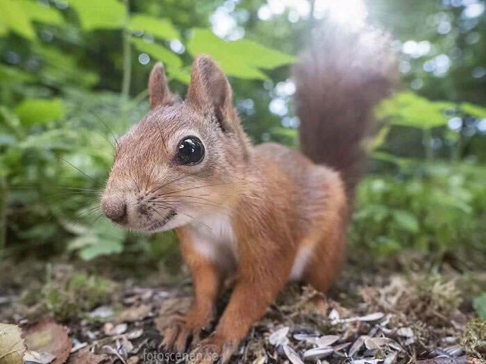 Squirrel Photography By Johnny Kaapa