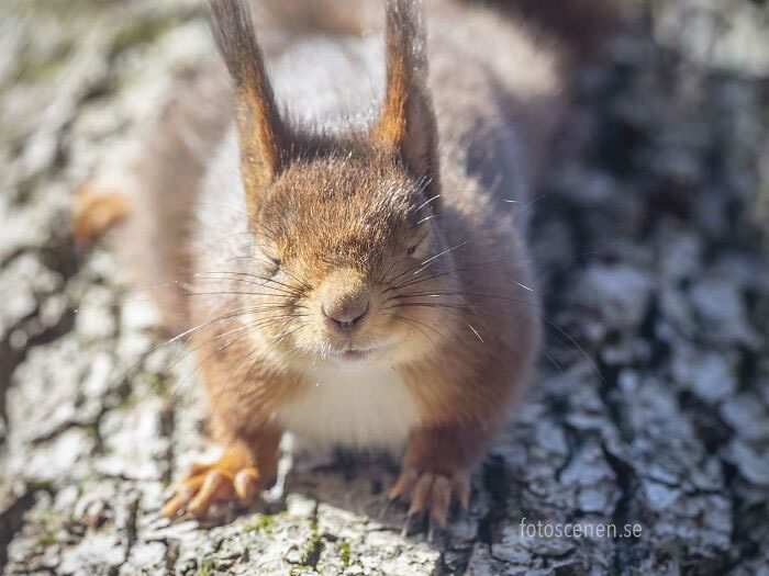 Squirrel Photography By Johnny Kaapa