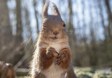 Squirrel Photography By Johnny Kaapa