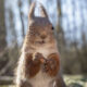 Squirrel Photography By Johnny Kaapa