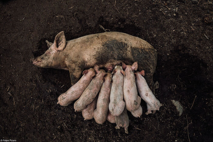 Pink Lady Food Photographer Of The Year Awards