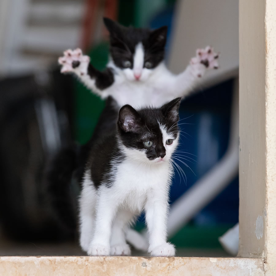 Comedy Pet Photography Awards 2023 Finalists