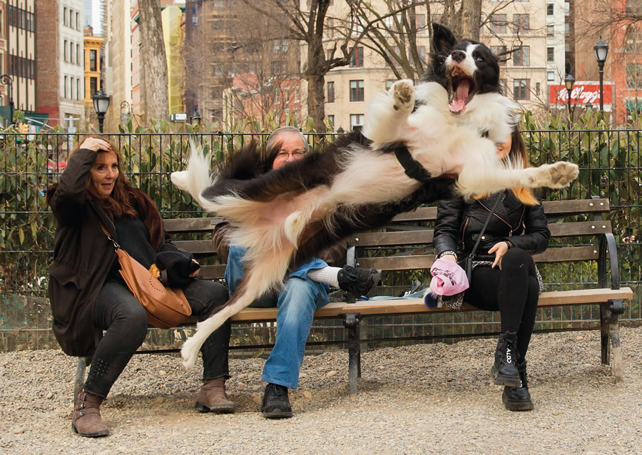 Comedy Pet Photography Awards 2023 Finalists