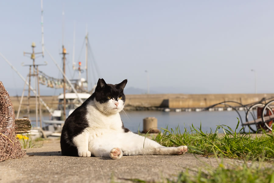 Comedy Pet Photography Awards 2023 Finalists