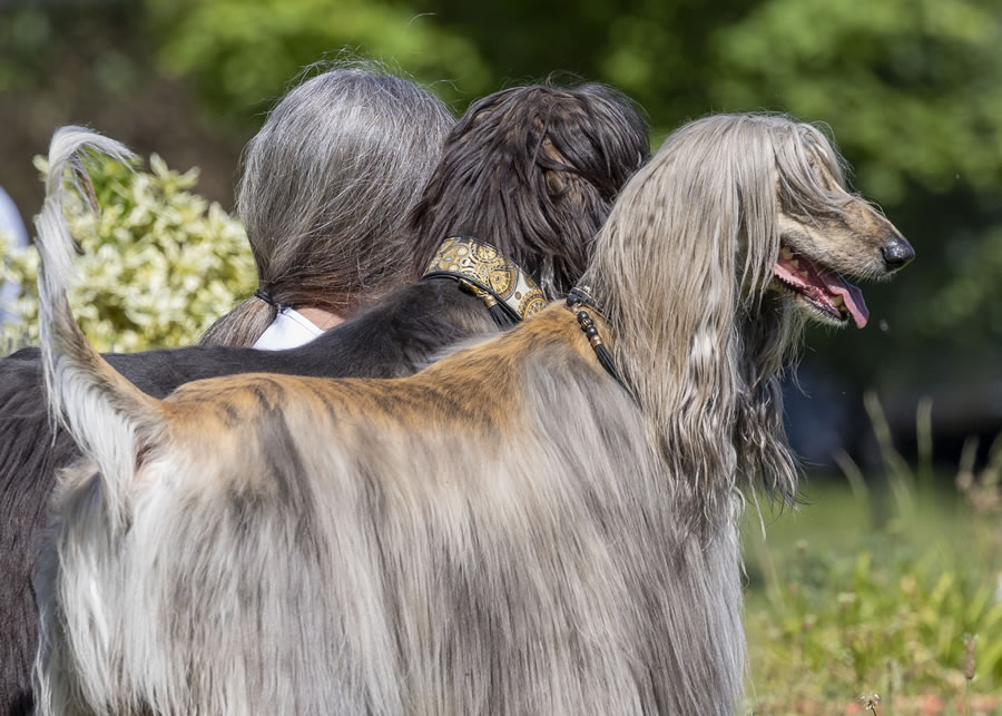 Comedy Pet Photography Awards 2023 Finalists