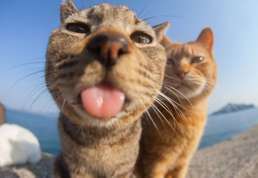 Comedy Pet Photography Awards 2023 Finalists