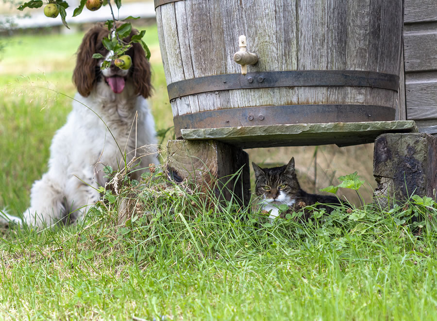 Comedy Pet Photography Awards 2023 Finalists