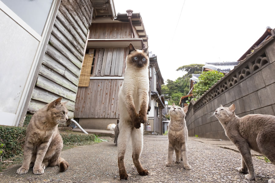 Comedy Pet Photography Awards 2023 Finalists