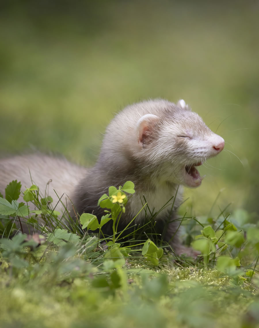 Comedy Pet Photography Awards 2023 Finalists