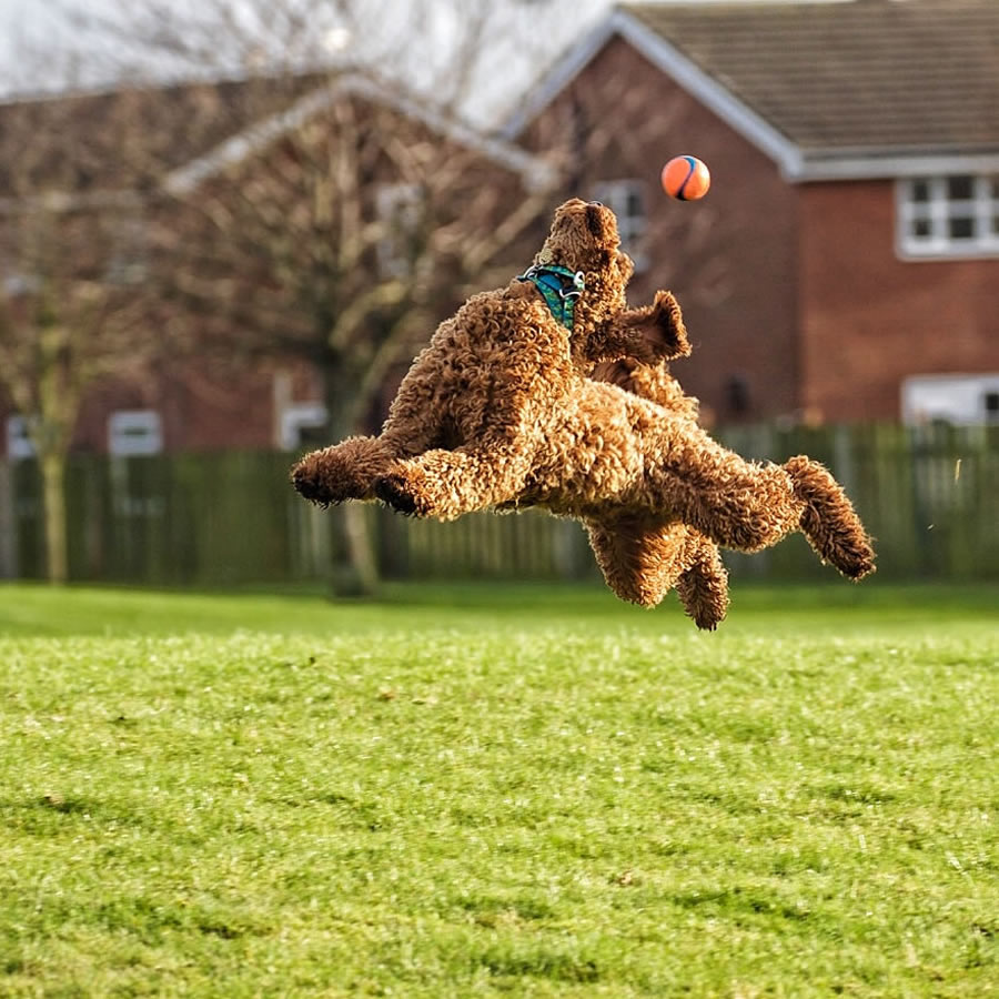 Comedy Pet Photography Awards 2023 Finalists