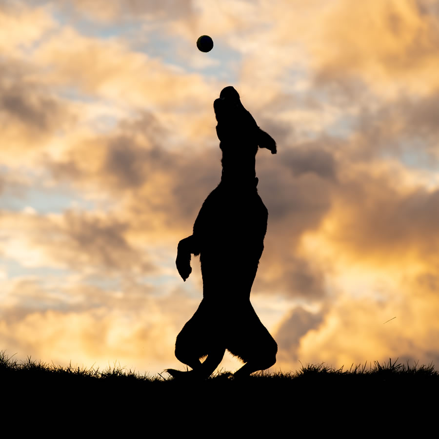 Comedy Pet Photography Awards 2023 Finalists