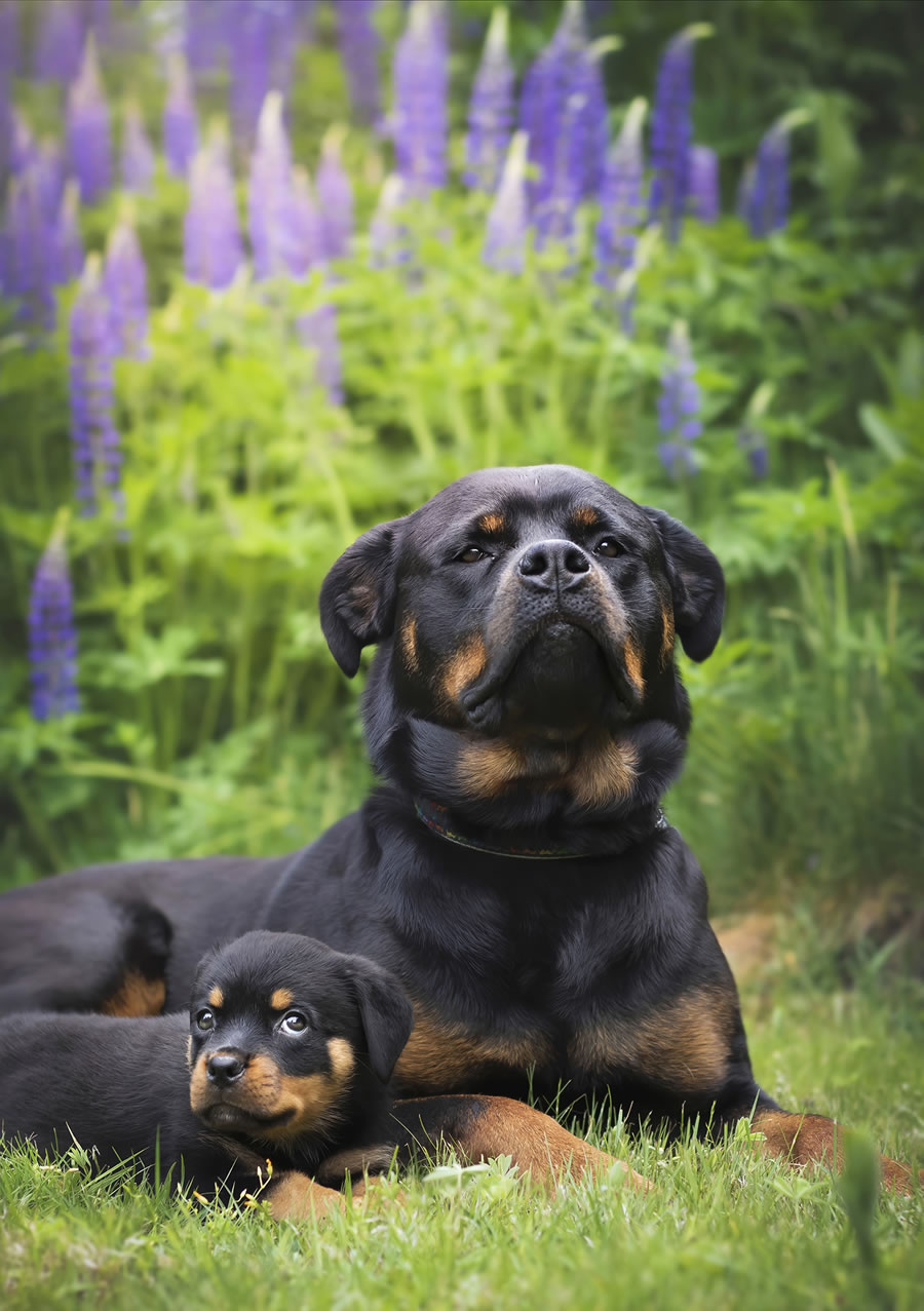 Comedy Pet Photography Awards 2023 Finalists