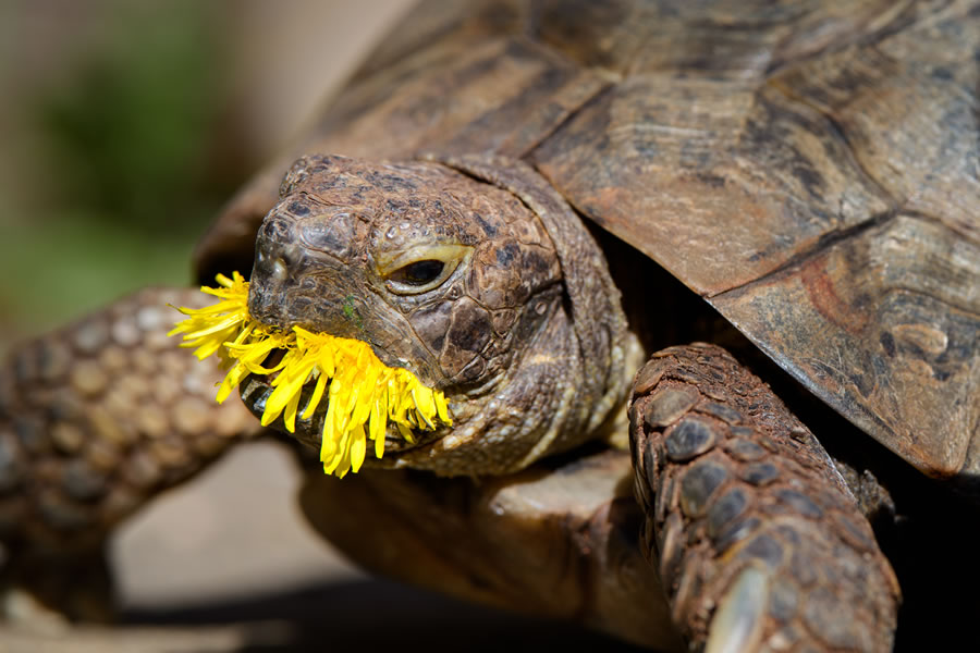 Comedy Pet Photography Awards 2023 Finalists