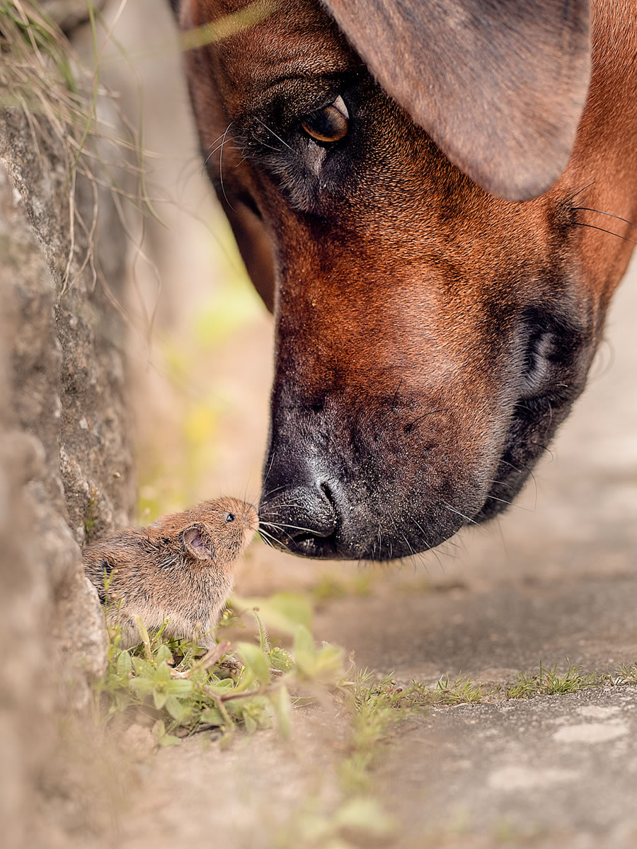 Comedy Pet Photography Awards 2023 Finalists