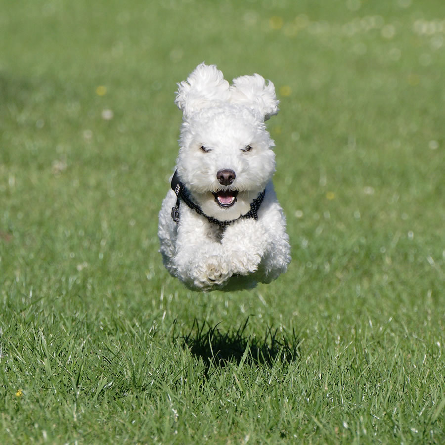 Comedy Pet Photography Awards 2023 Finalists