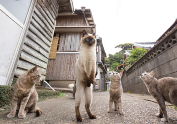 Comedy Pet Photography Awards 2023 Finalists