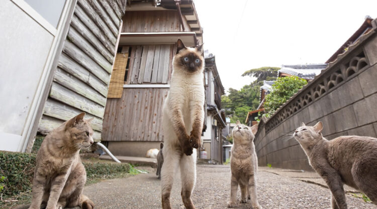 Comedy Pet Photography Awards 2023 Finalists