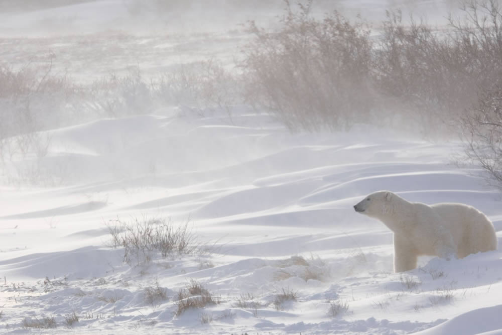 GuruShots Winning Images Of Mostly White Photo Contest