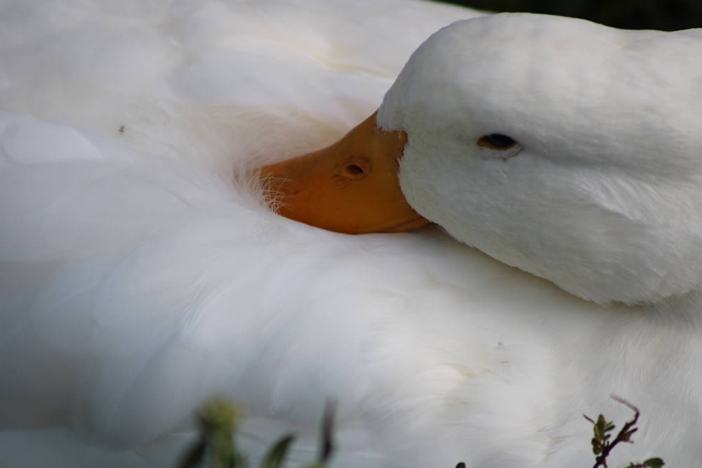 GuruShots Winning Images Of Mostly White Photo Contest