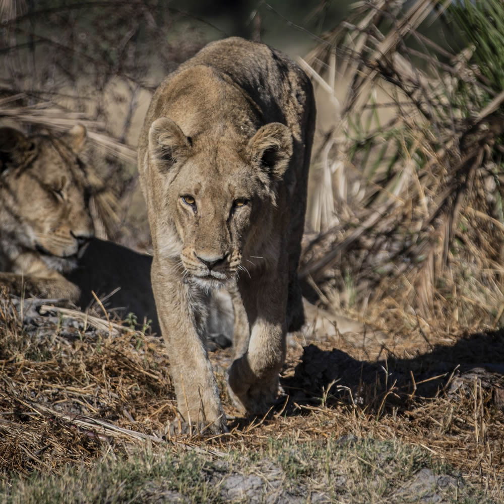 Tell A Story - GuruShots Photo Challenge Winners