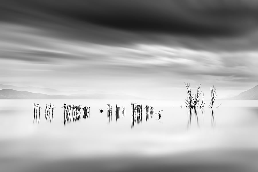 Life Of A Tree By George Digalakis