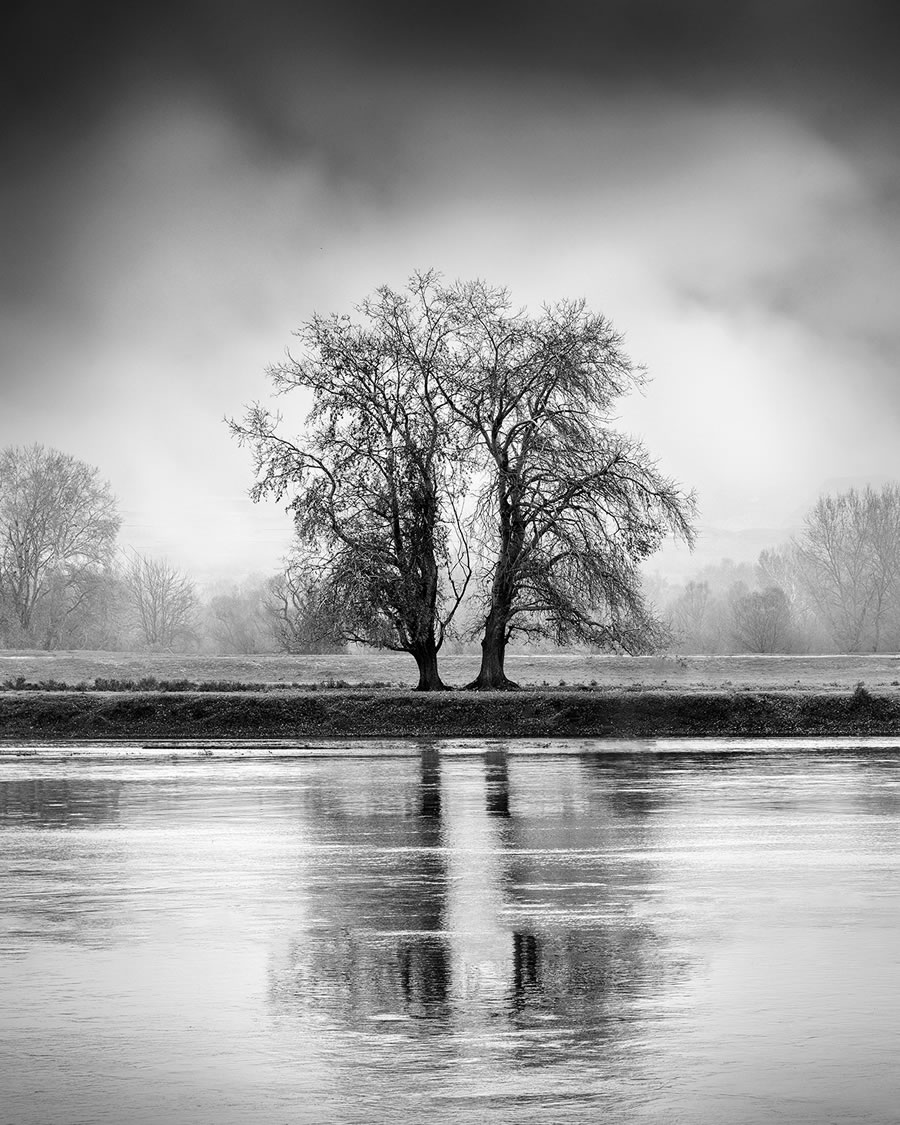 Life Of A Tree By George Digalakis