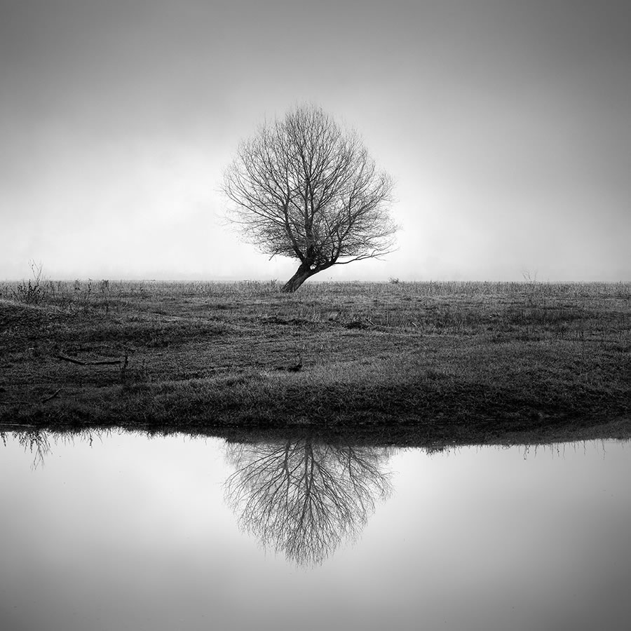 Life Of A Tree By George Digalakis