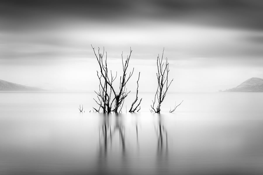 Life Of A Tree By George Digalakis