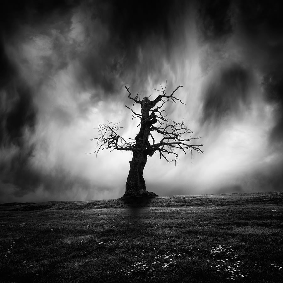 Life Of A Tree By George Digalakis