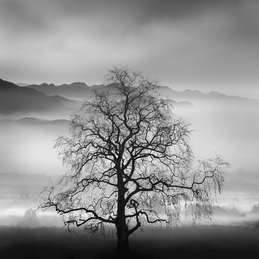 Life Of A Tree By George Digalakis