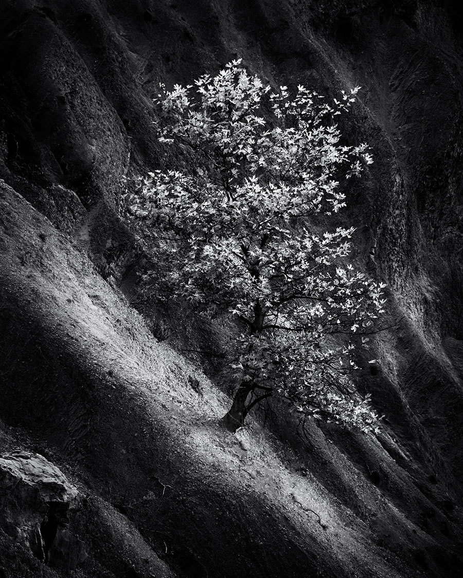 Life Of A Tree By George Digalakis