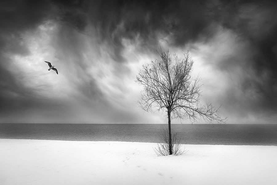 Life Of A Tree By George Digalakis