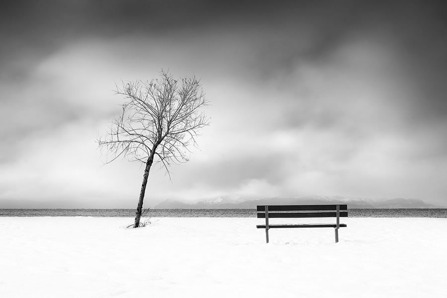 Life Of A Tree By George Digalakis