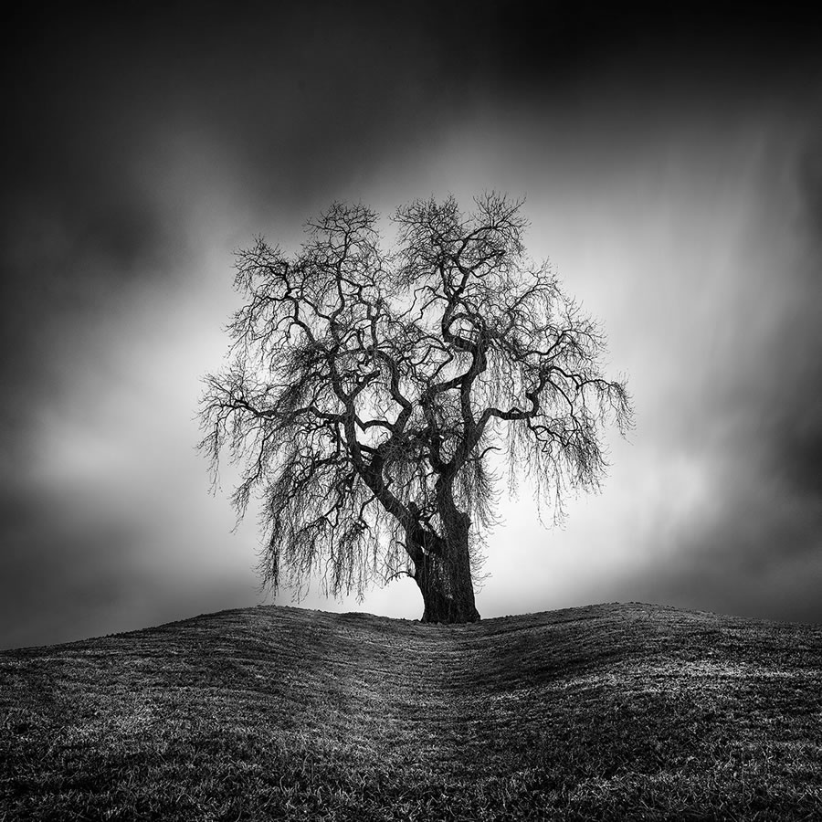 Life Of A Tree By George Digalakis